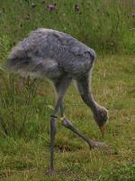 Wiz on 3rd July 2012 Wiz on 3rd July 2012